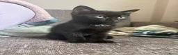 Mixed Breed cats for sale: 2 kittens ready for new homes  - Advert 2