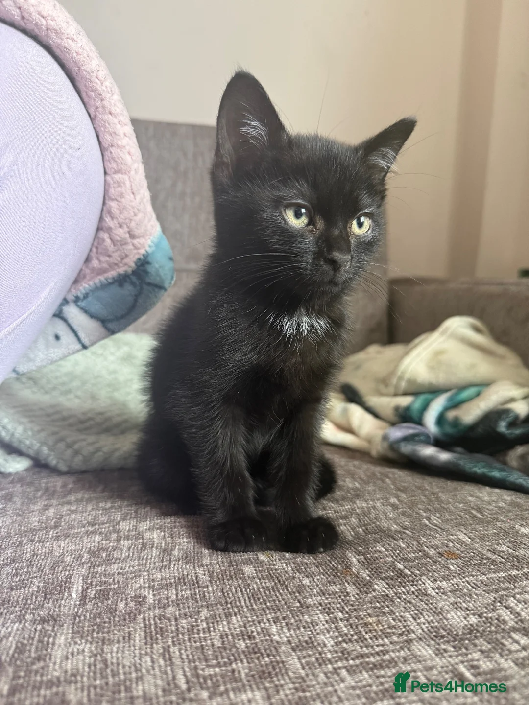 Mixed Breed cats for sale: 2 kittens ready for new homes  - Advert 2