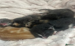 Mixed Breed cats for sale: Kittens  - Image 4