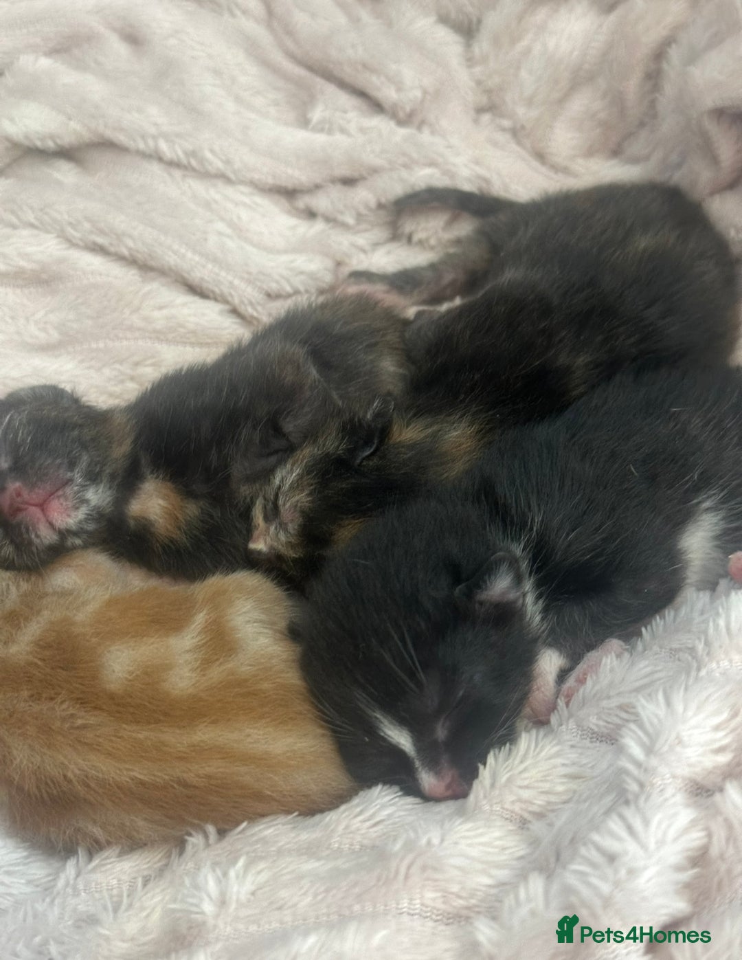 Mixed Breed cats for sale: Kittens  - Image 4