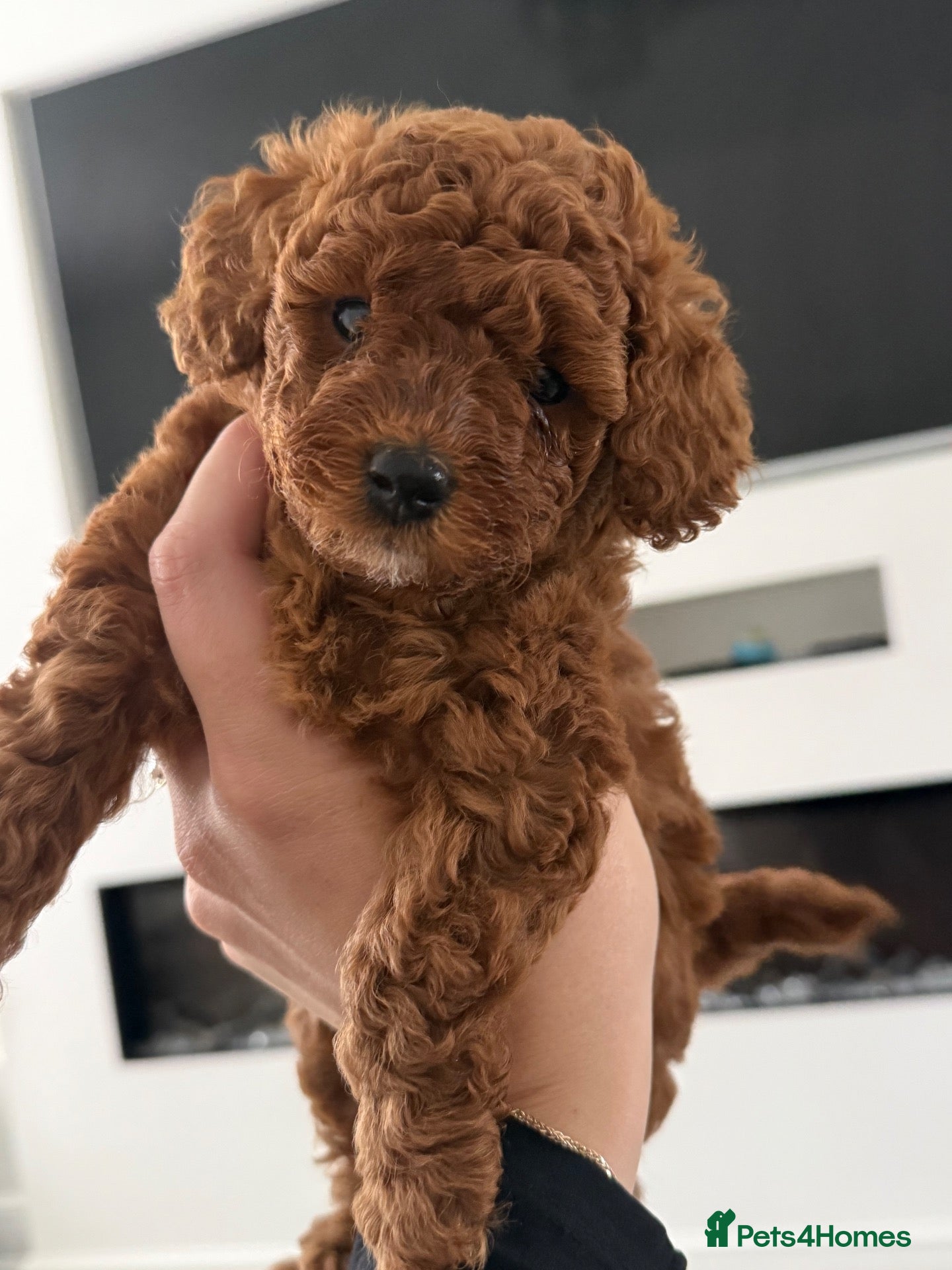 Toy Poodle dogs Beautiful Red Toy Poodle Puppies 🤎🐩 - Advert 7