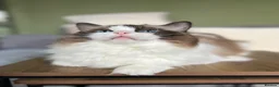 Ragdoll cats for sale: Beautiful cuddling ragdoll girl - Advert 5