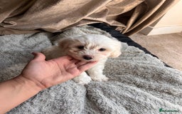 Maltipoo dogs for sale: Unique maltipoo litter 🐶🩷🩵 - Image 7