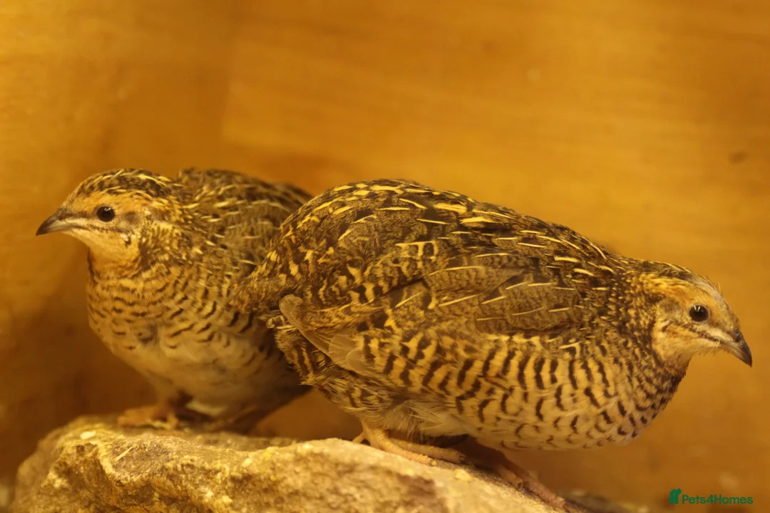 Quail poultry for sale: Chinese Painted (button) Quail Eggs 12 + EXTRAS - Advert 7