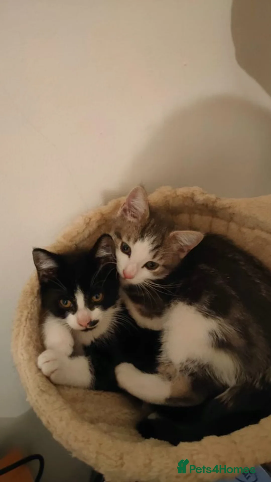 Mixed Breed cats for sale: WHITE AND BLACK FEMALE TO BE REHOMED - Advert 2