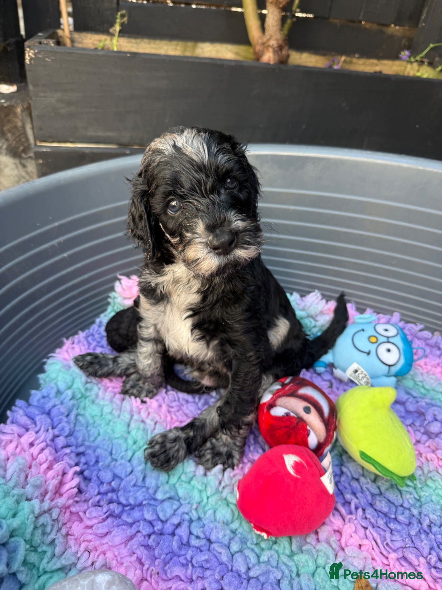 Labradoodle dogs 🌈 THERAPY/ASSISTANCE PUPS🌈PROVEN🌈 - Advert 1
