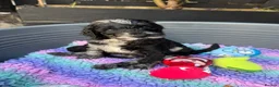 Labradoodle dogs for sale: 🌈 THERAPY/ASSISTANCE PUPS🌈PROVEN🌈 - Advert 4