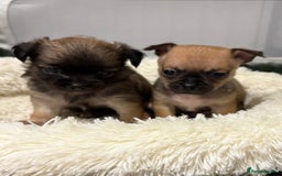 Chihuahua dogs for sale: Chihuahua Pup for Sale - Image 5