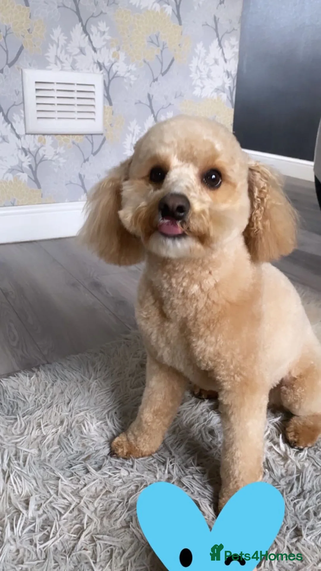 Poochon dogs for stud: Rex male Poochon for stud in Heywood  - Advert 9