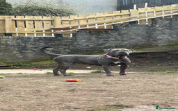 Cane Corso dogs for sale: Cane corso puppies  - Image 16