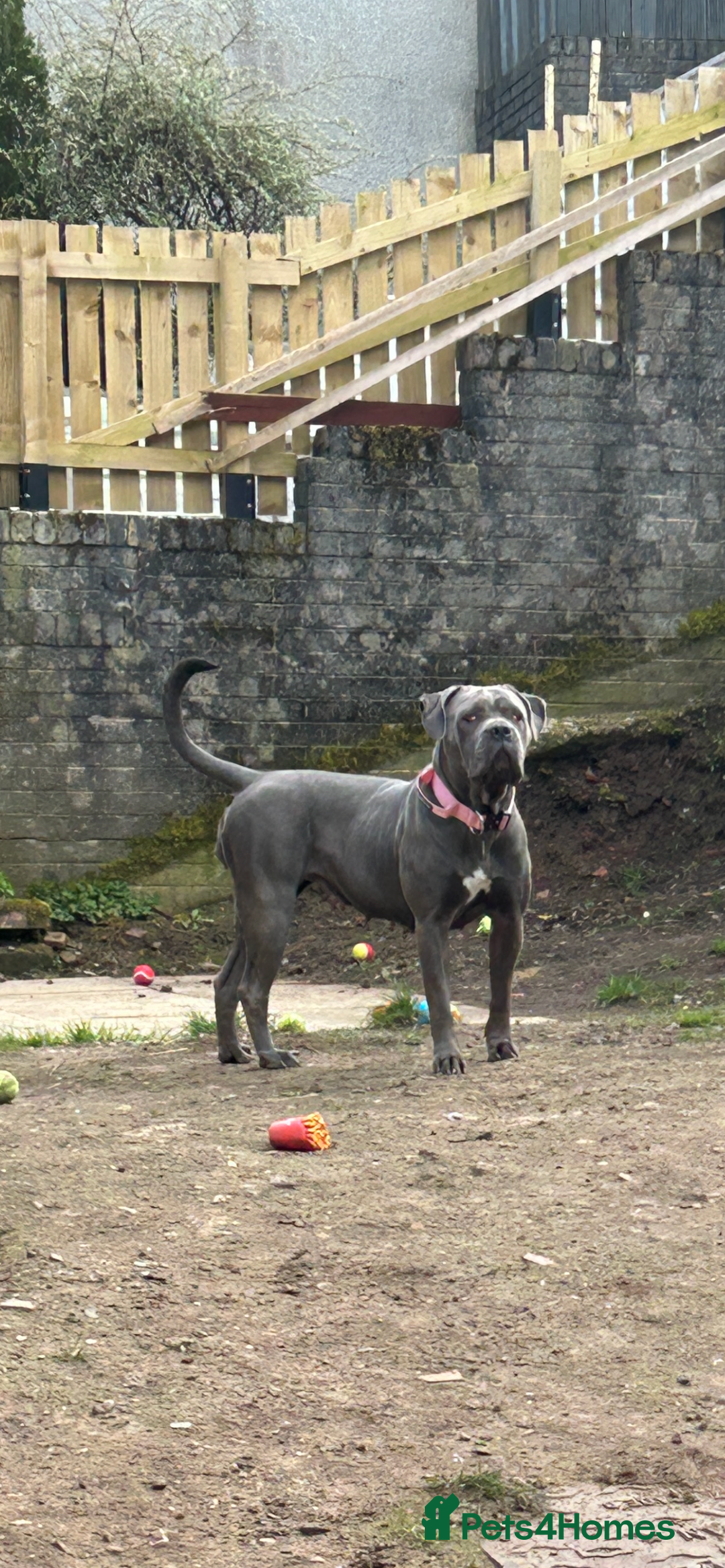 Cane Corso dogs for sale: Cane corso puppies  - Image 16