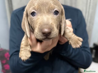 Miniature Dachshund dogs - Advert 34