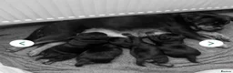 Rottweiler dogs for sale: Last 3 Beautiful Rottweiler Puppys - Advert 2