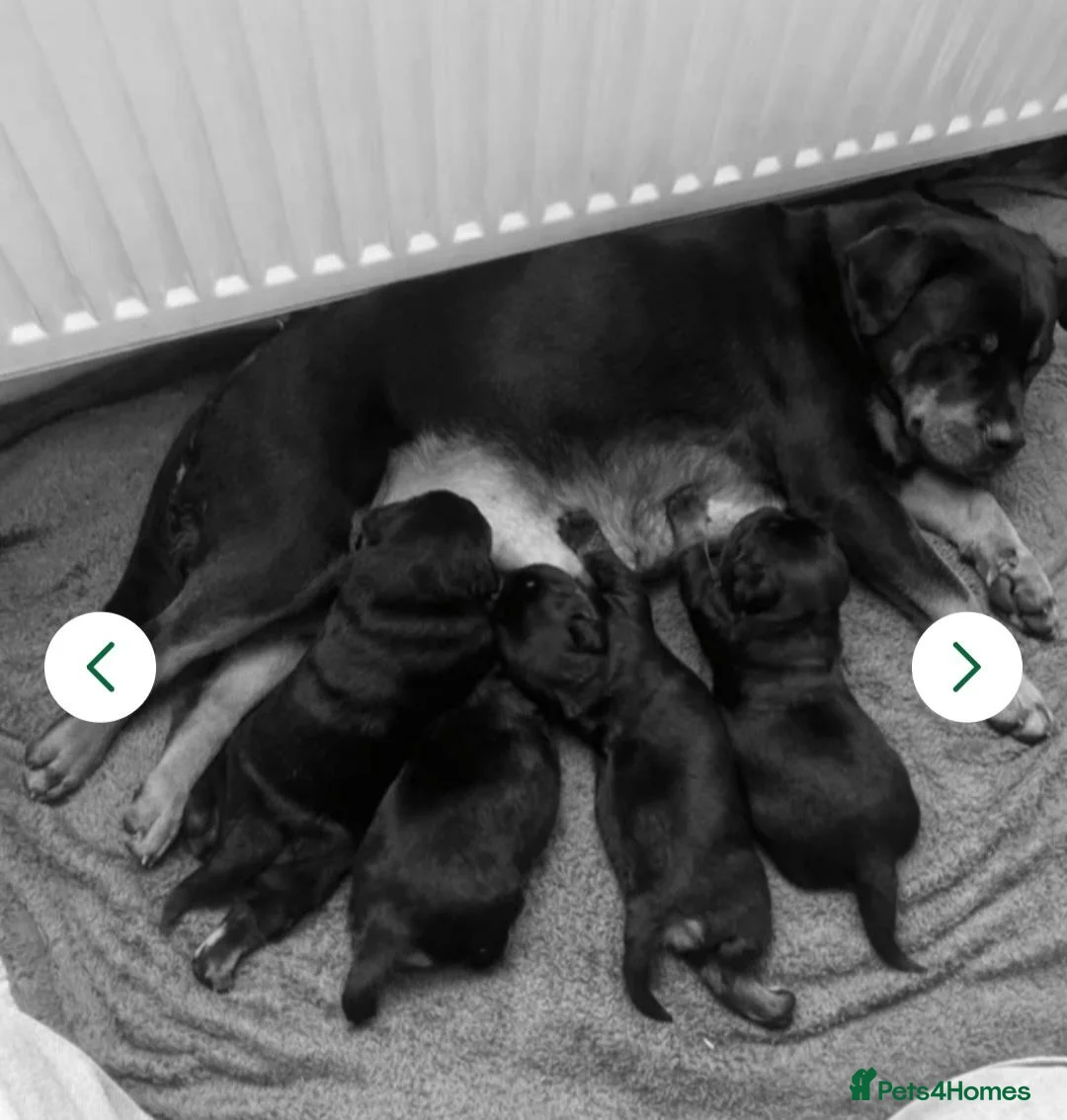 Rottweiler dogs for sale: Last 3 Beautiful Rottweiler Puppys - Advert 2
