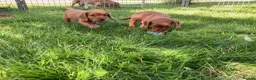 Cocker Spaniel dogs for sale: Cocker Spaniel puppies  - Advert 8