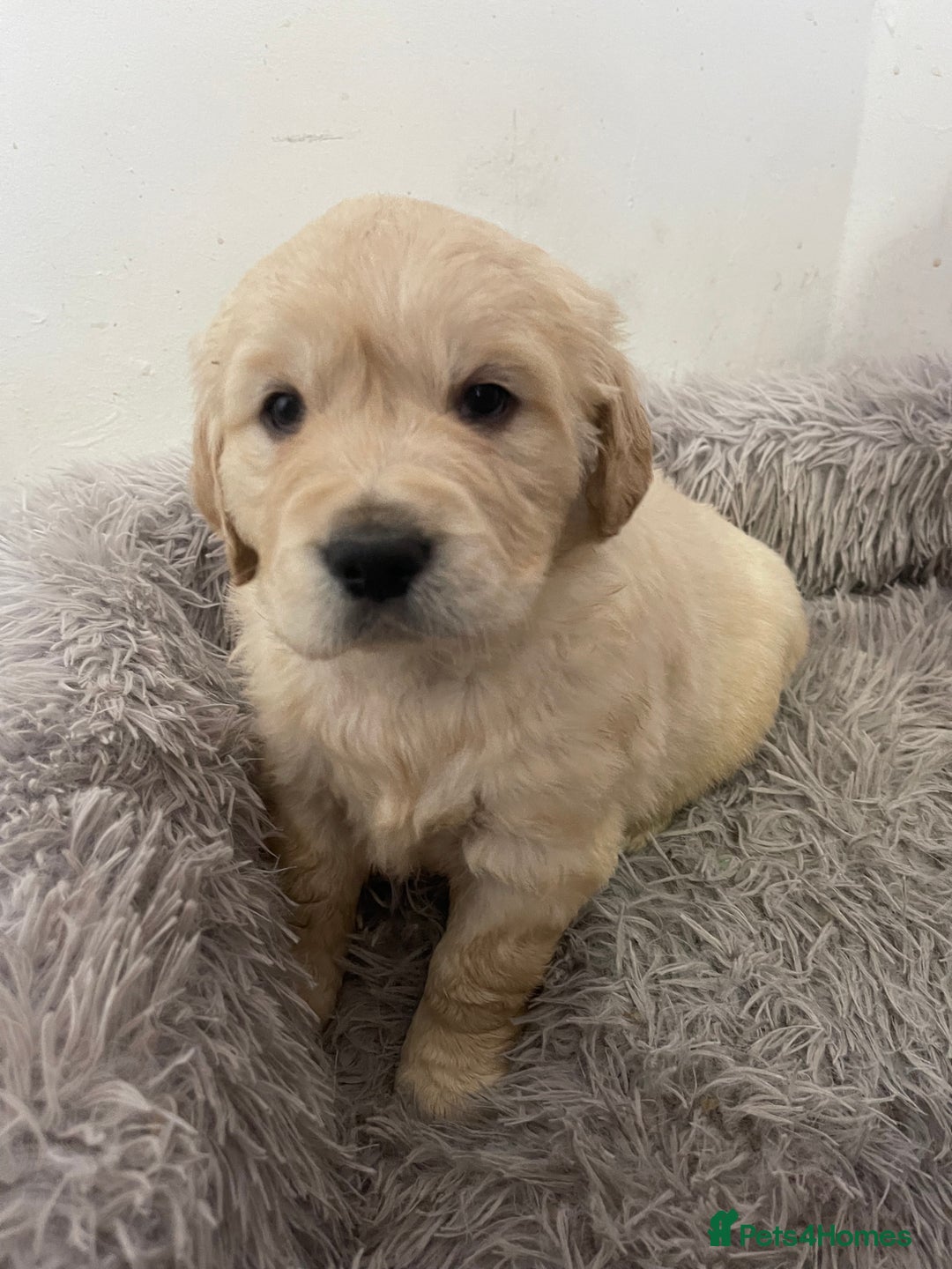 Golden Retriever dogs for sale: *one female left* Golden retriever puppies  - Advert 2