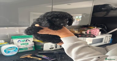 Miniature Poodle dogs - Advert 4