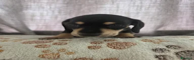 Miniature Dachshund 2