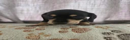 Miniature Dachshund dogs for sale: Kc reg miniature dachshunds - Advert 5