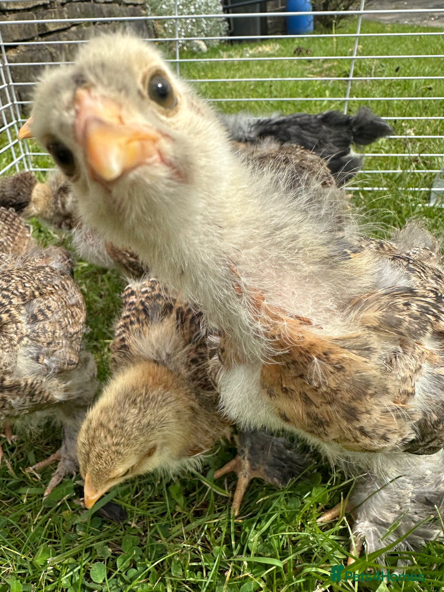 Chickens poultry Gold Partridge Brahma - Advert 20