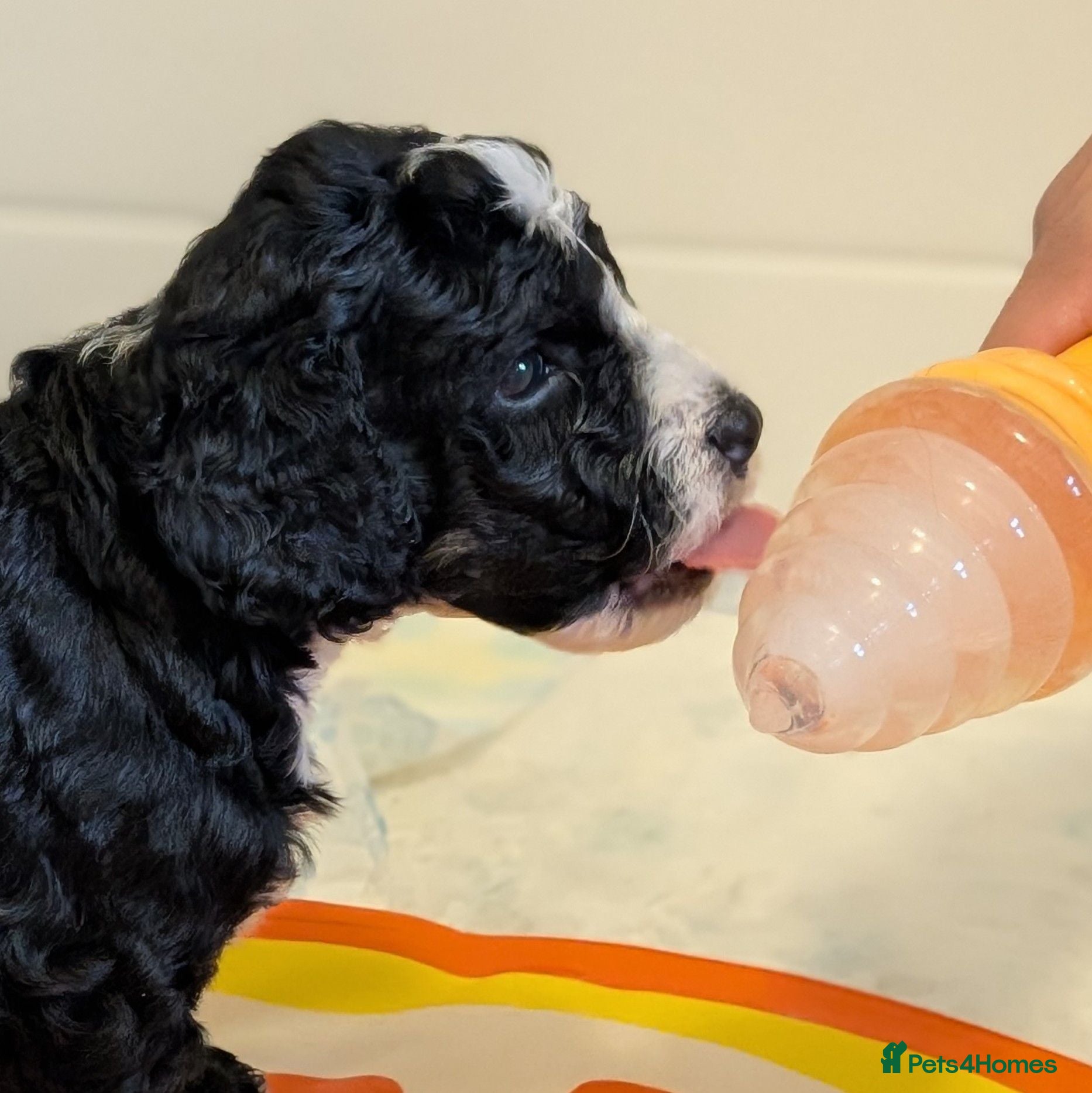 Bernedoodle dogs Miniature Australian Bernedoodles **2 Remaining** - Advert 8
