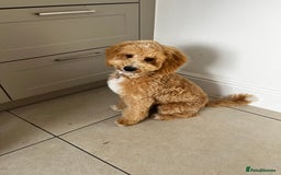 Goldendoodle dogs for sale:   ✨ Adorable 7-Month-Old Female Goldendoodle ✨ - Image 2
