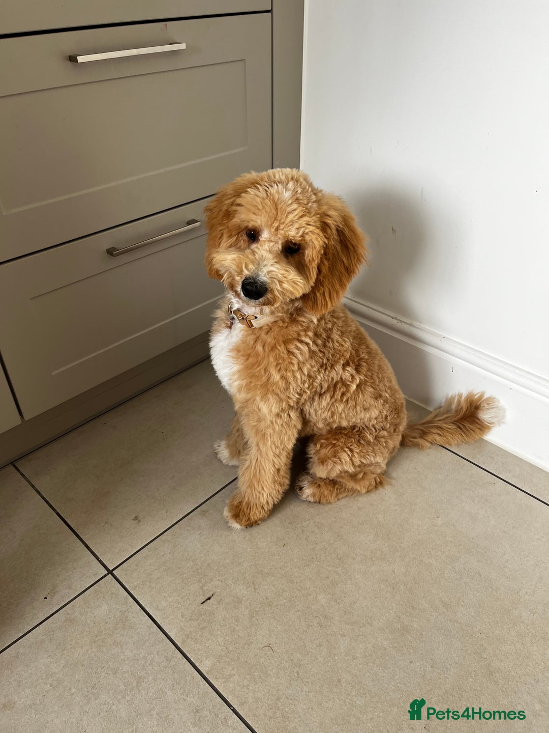 Goldendoodle dogs for sale:   ✨ Adorable 7-Month-Old Female Goldendoodle ✨ - Image 2
