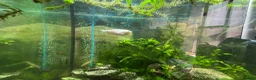 Other/Mixed Breed fish for sale: Fluval168L Aquarium+Cabinet+Fluval 407 Filter - Advert 6
