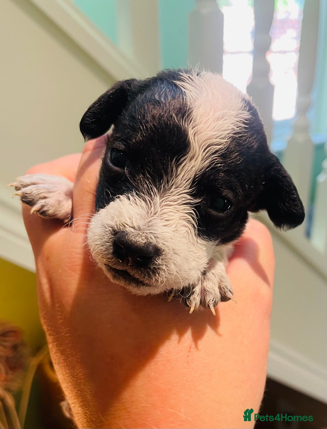 Mixed Breed dogs for sale: Jackapoo puppies for sale - Image 13