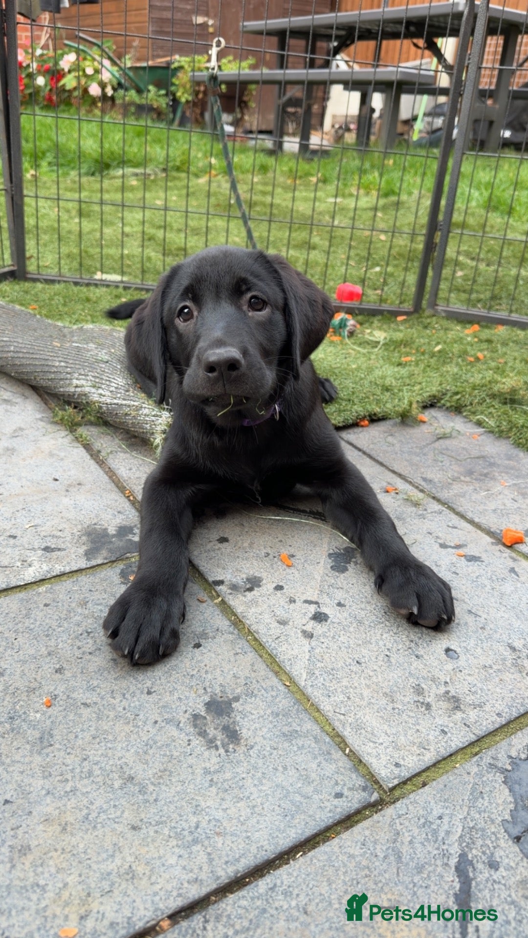 Labrador Retriever dogs Beautiful Labrador champion bloodline puppies - Advert 2
