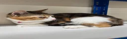 Mixed Breed cats for sale: Cat female grey and white 2 yr - Advert 2