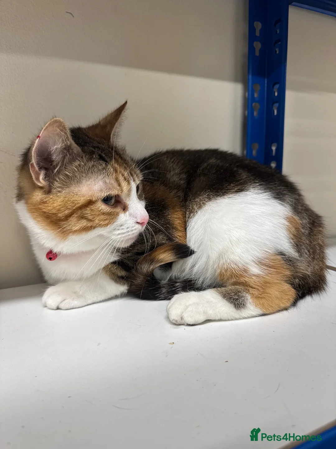 Mixed Breed cats for sale: Cat female grey and white 2 yr - Advert 2