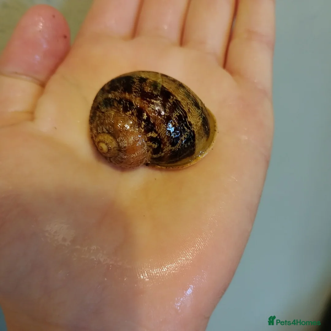 Snails invertebrates for sale: Precious little snails for sale  - Advert 2