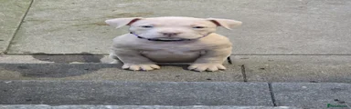American Bully Puppy 4