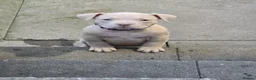 American Bully dogs for sale: 4 beautiful pocket bullies  - Advert 5
