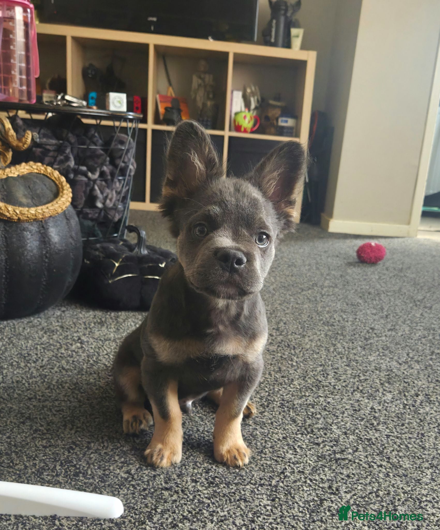 French Bulldog dogs Reduced 1 left £600 Visual Fluffy French Bulldog  - Advert 12