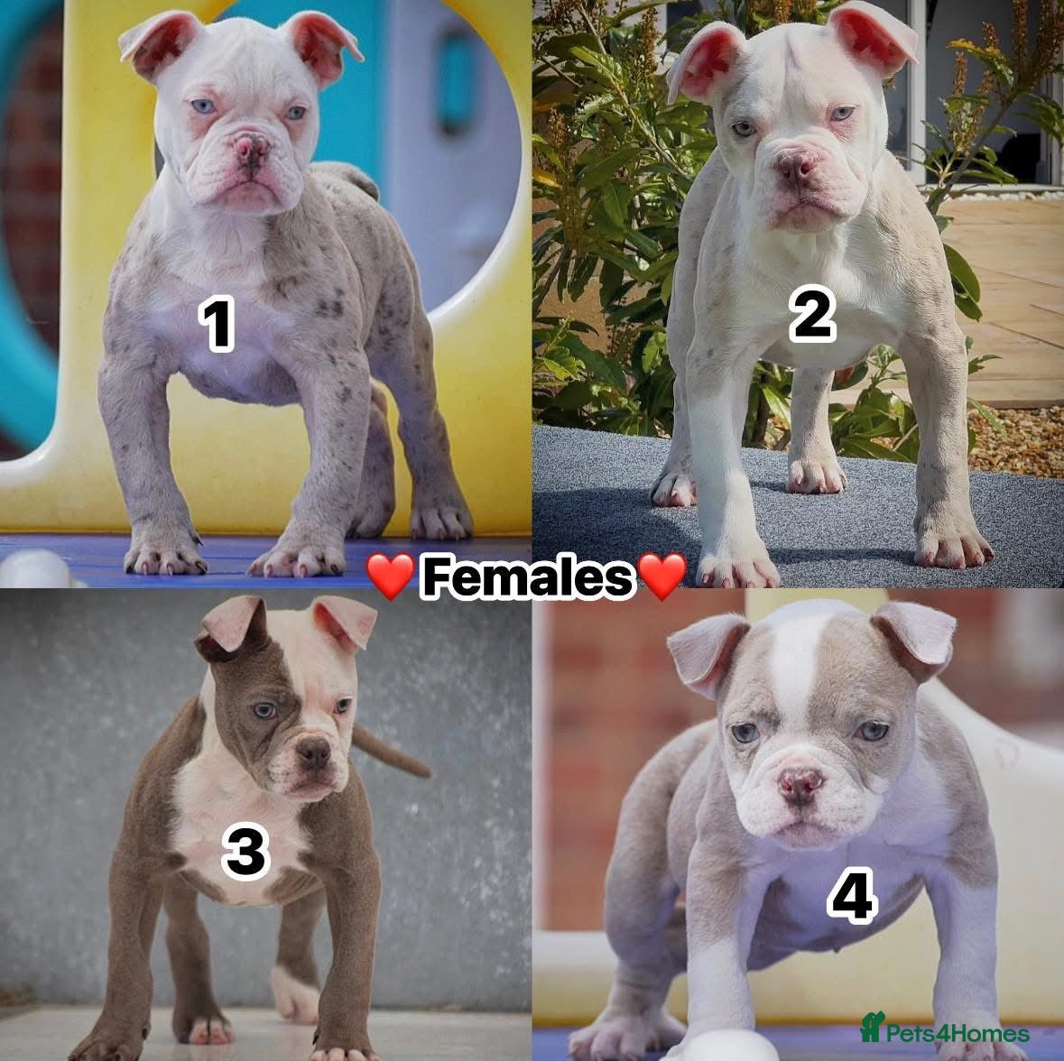 Olde English Bulldogge dogs 23❤️YEARS❤️5⭐️RATED❤️LICENSED❤️PROFESSIONALS❤️ - Advert 18