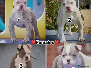 Olde English Bulldogge dogs 23❤️YEARS❤️5⭐️RATED❤️LICENSED❤️PROFESSIONALS❤️ - Advert 18