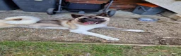 Akita dogs for sale: Kc registered akita  in Eastbourne - Advert 3