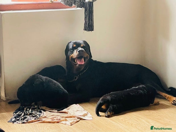 Rottweiler dogs - Advert 1