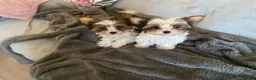 Biewer Terrier dogs for sale: Biewer Terrier Puppies in Halesowen - Advert 16