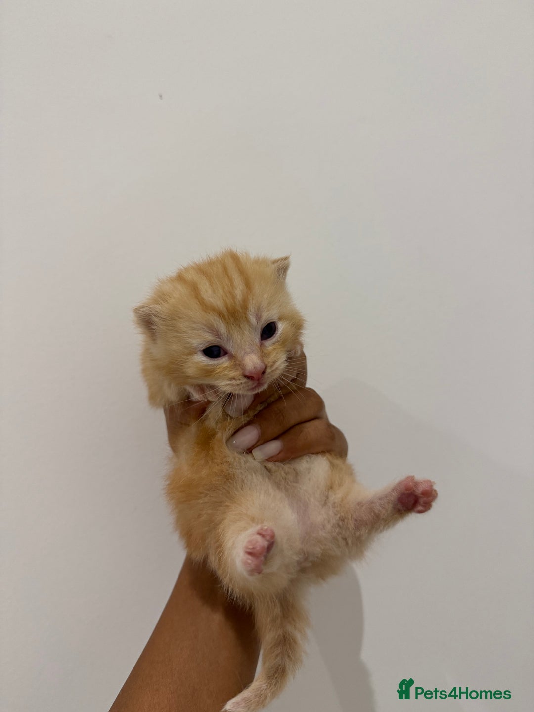 Munchkin cats for sale: beautiful short legged munchkins - Advert 9