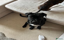 Cane Corso dogs for sale: Female 6 month old cane Corso  - Image 3