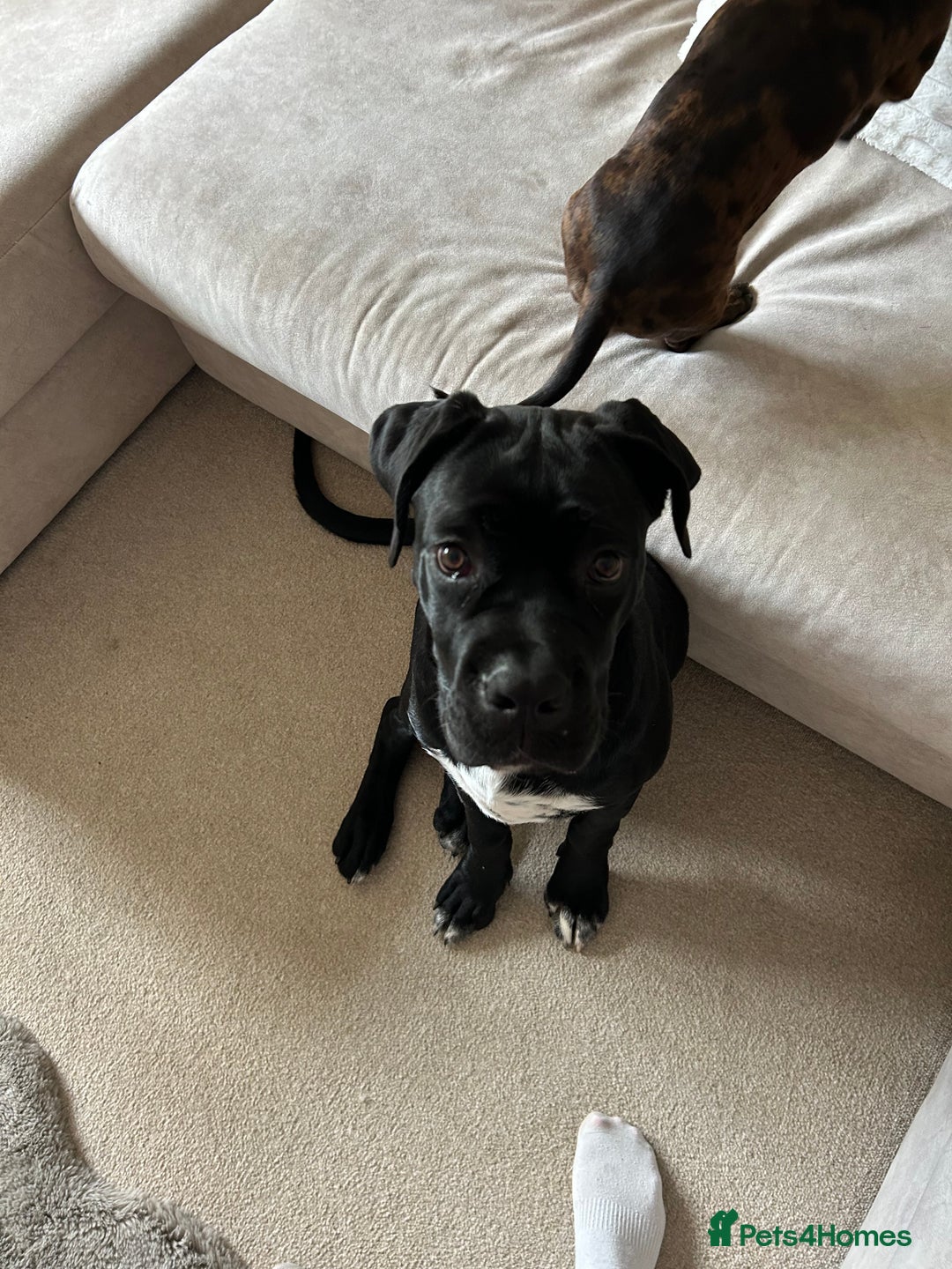 Cane Corso dogs for sale: Female 6 month old cane Corso  - Image 3