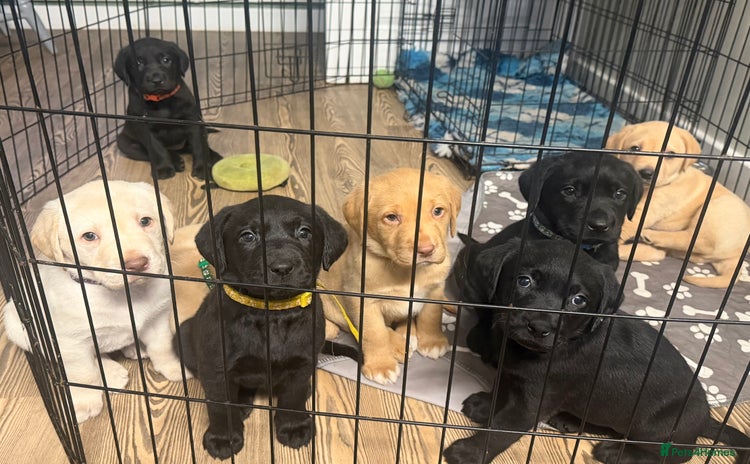 Labrador Retriever dogs - Advert 3