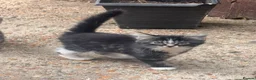 European cats for sale: Little Playful Kittens  - Advert 6