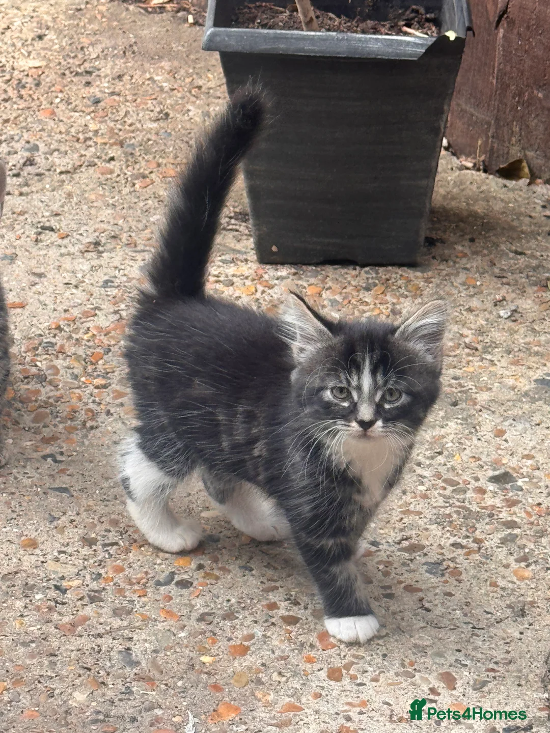 European cats for sale: Little Playful Kittens  - Advert 6