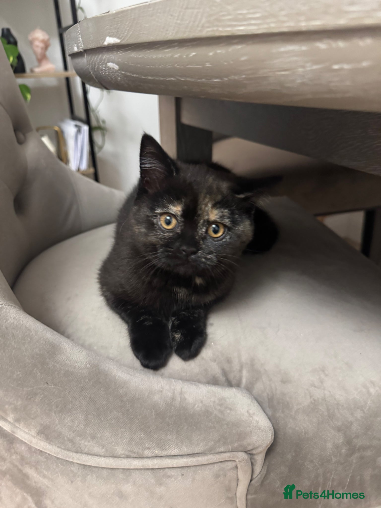 Mixed Breed cats Lovely and unusual Female Kitten 🐾🐈‍⬛ - Advert 8