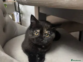 Mixed Breed cats Lovely and unusual Female Kitten 🐾🐈⬛ - Advert 8