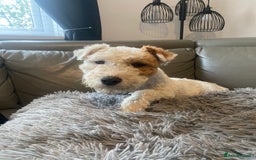 Parson Russell dogs for sale: Parson Russell puppies - Image 6